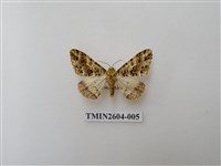 藏品(尺蛾120)的圖片